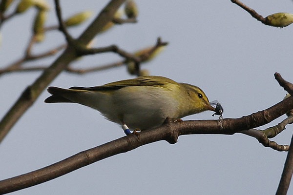 Wood Warbler