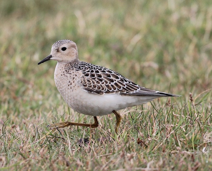 Buff-breasted Sandpiper