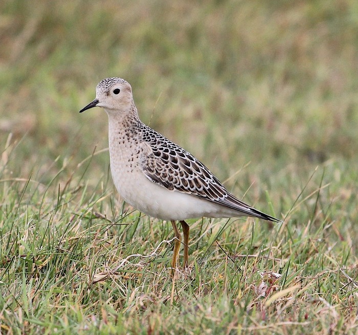 Buff-breasted Sandpiper
