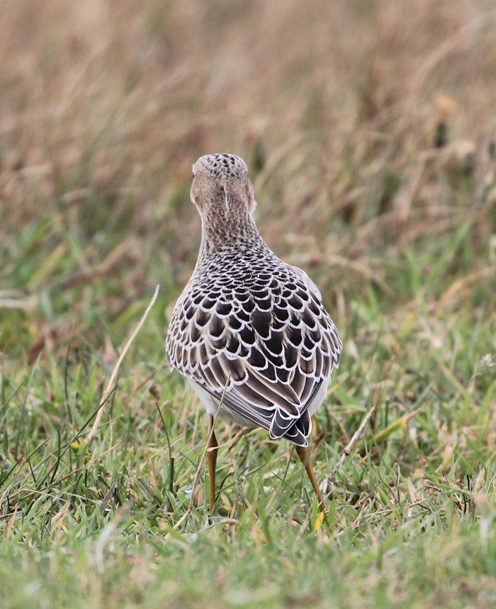 Buff-breasted Sandpiper