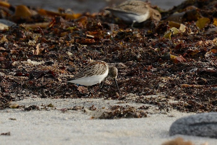 Western Sandpiper