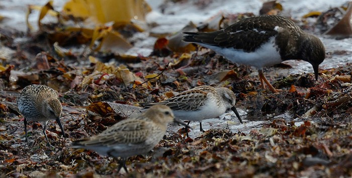 Western Sandpiper