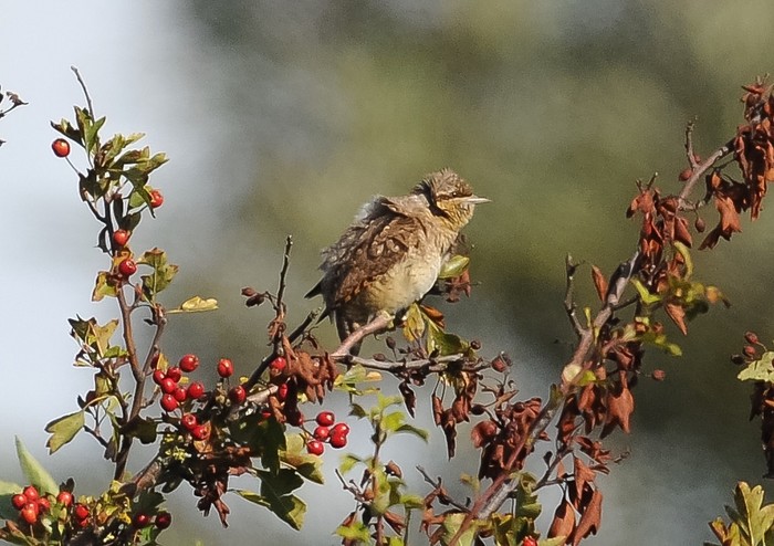 Wryneck