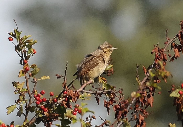 Wryneck