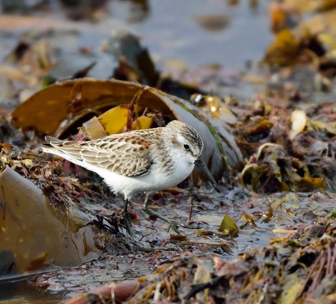 Western Sandpiper