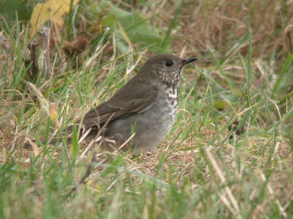 Grey-cheeked Thrush