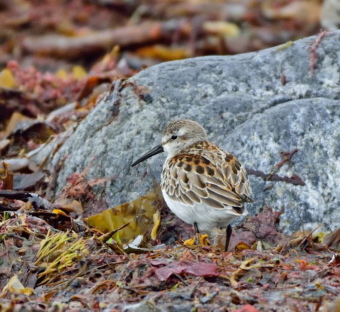 Western Sandpiper