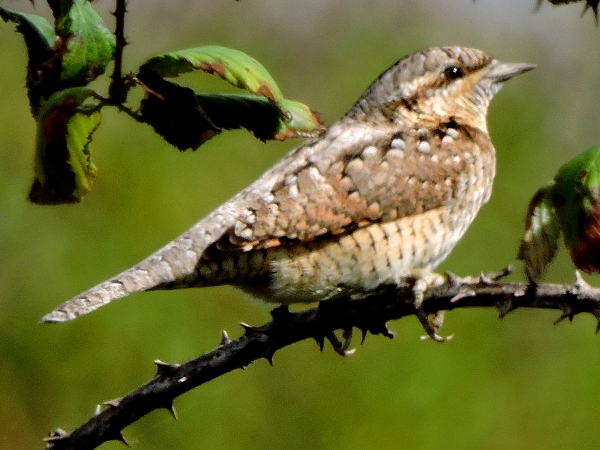 Wryneck