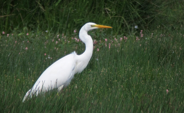 Great White Egret