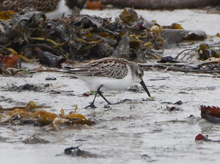 Western Sandpiper