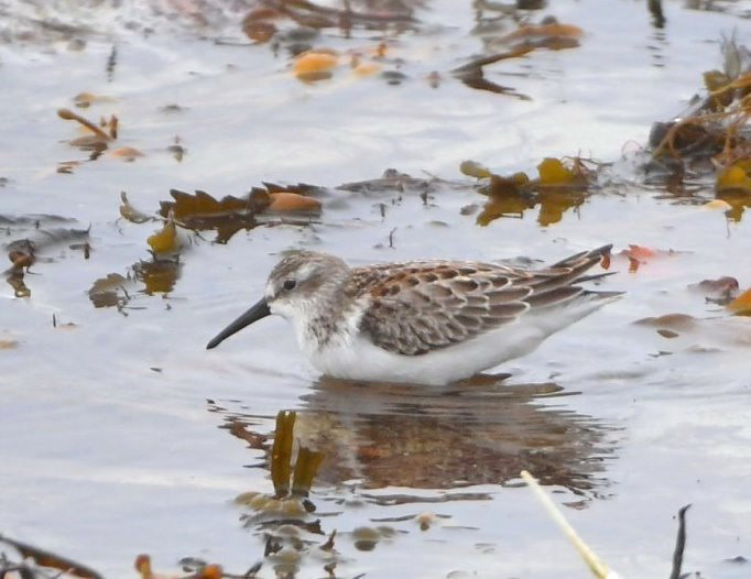 Western Sandpiper