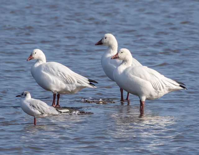 Snow Goose