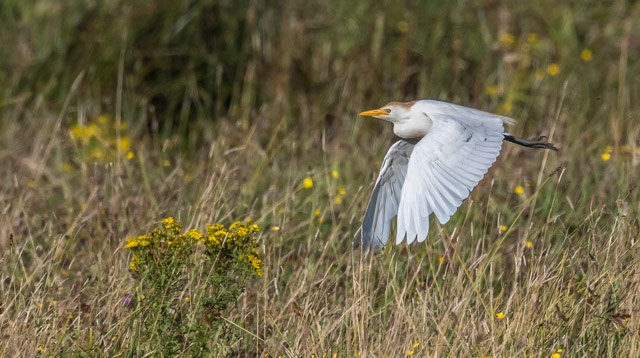 Cattle Egret