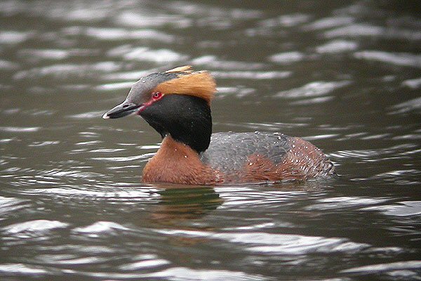 Slavonian Grebe