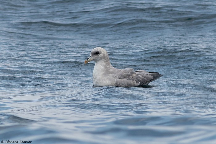 Blue Fulmar