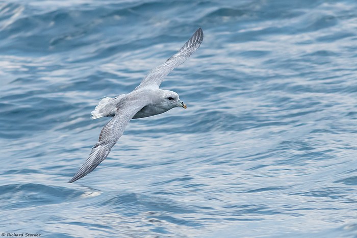 Blue Fulmar
