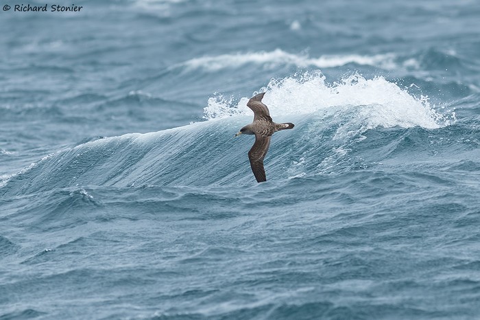 Cory's Shearwater