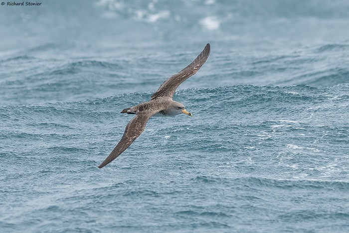 Cory's Shearwater