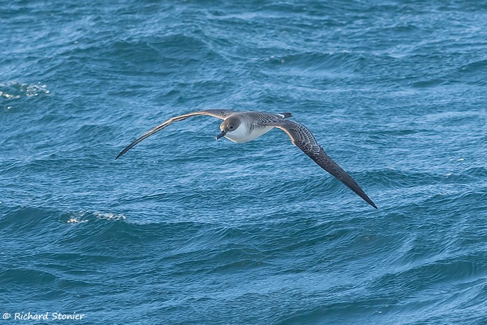 Great Shearwater