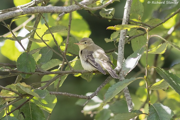 Icterine Warbler