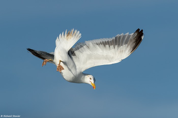 Lesser Black-backed Gull