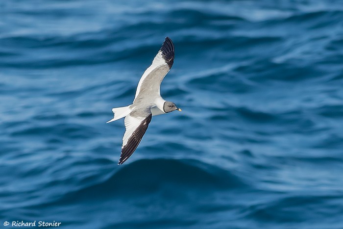 Sabine's Gull