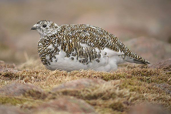 Ptarmigan