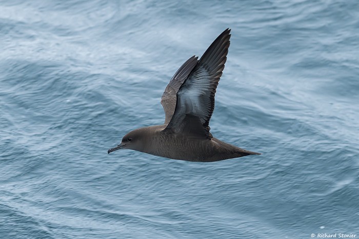 Sooty Shearwater