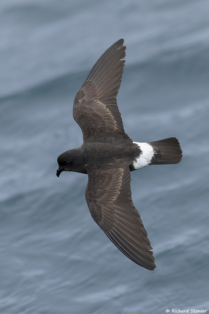 Storm Petrel