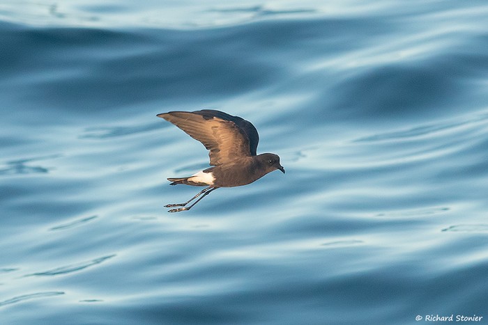 Wilson's Petrel