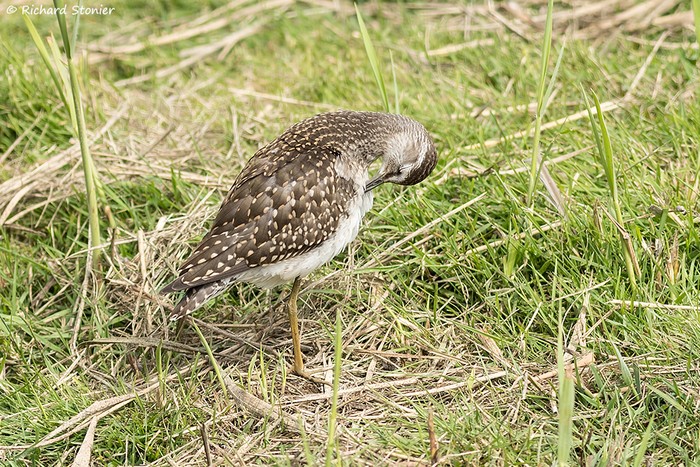 Wood Sandpiper