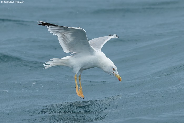 Yellow-legged Gull