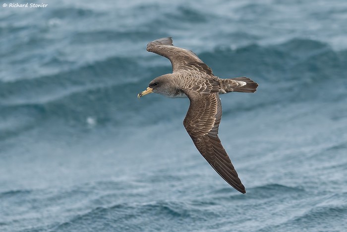Cory's Shearwater