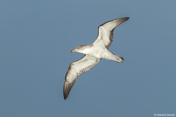 Cory's Shearwater