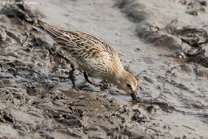 Dunlin
