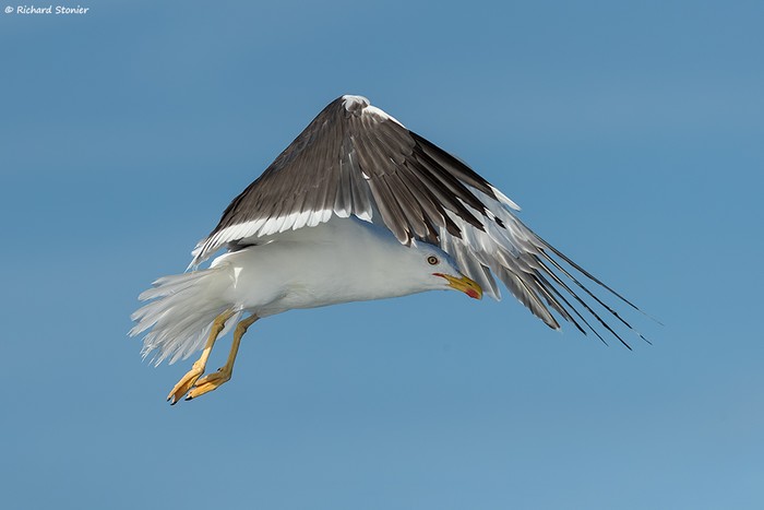 Lesser Black-backed Gull