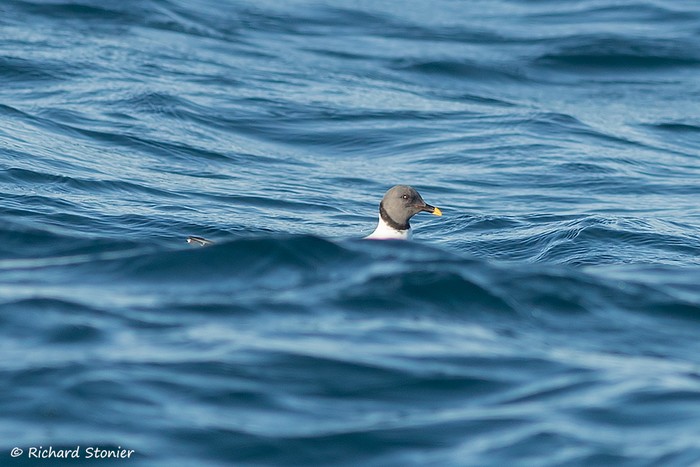 Sabine's Gull