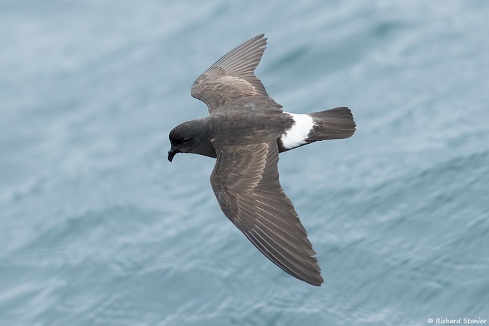 Storm Petrel