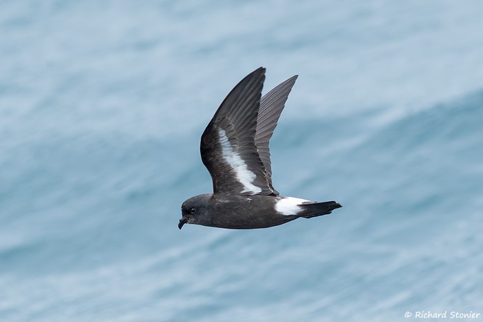 Storm Petrel