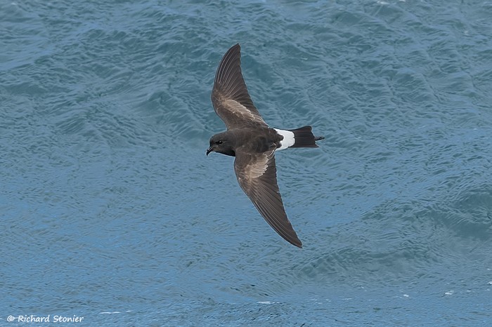 Wilson's Petrel