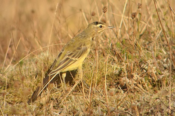 Yellow Wagtail