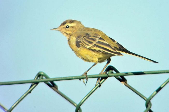 Yellow Wagtail