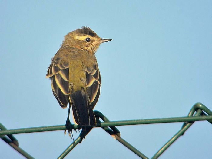 Yellow Wagtail