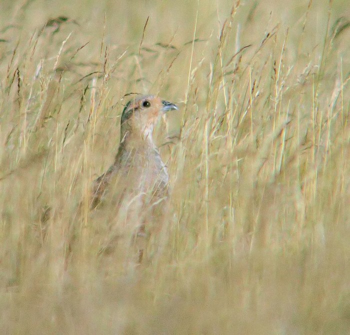 Grey Partridge
