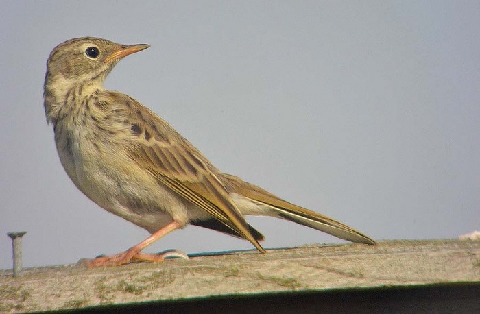 Meadow Pipit