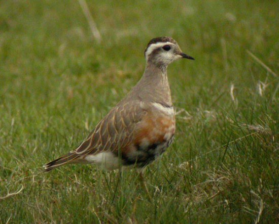 Dotterel
