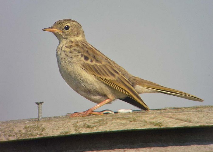 Meadow Pipit