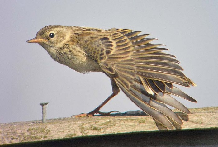 Meadow Pipit