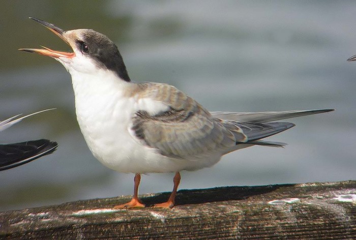 Common Tern