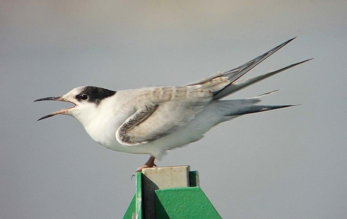 Common Tern